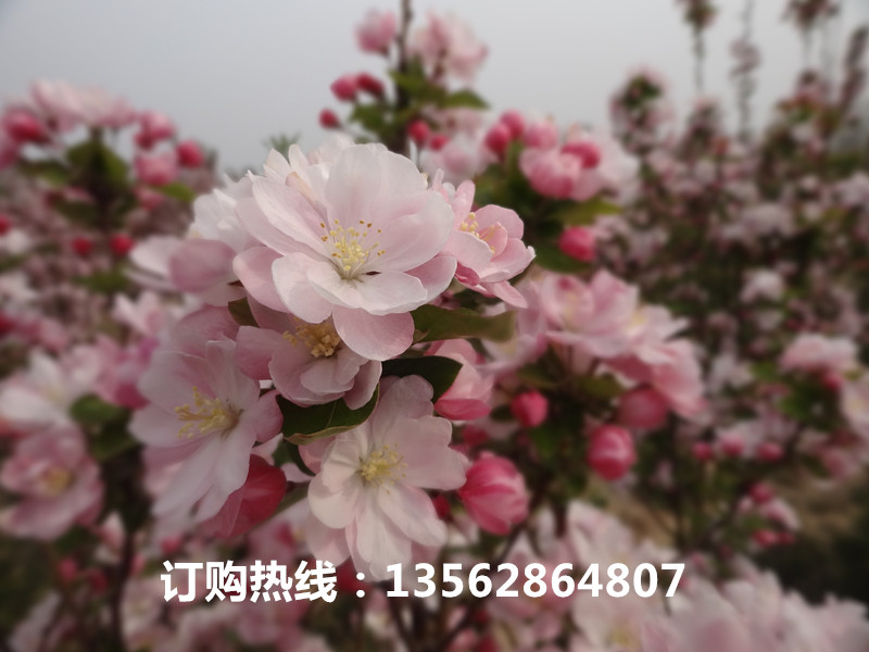 DSC01312_副本.jpg